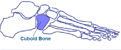 Cuboid Bone Anatomy Cuboid Bone Anatomy